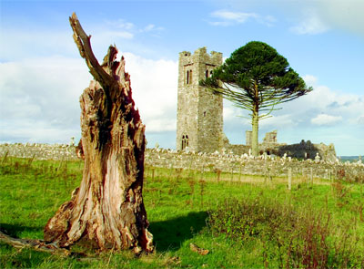 Heritage and planning - The Hill of Slane with tree stump in foreground and ruin in background