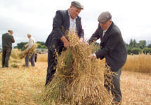 Men tying sheaf of wheat