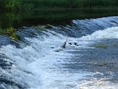 Natural Heritage - Heron on the Boyne River