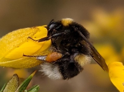 Natural Heritage and Biodiversity - Bee