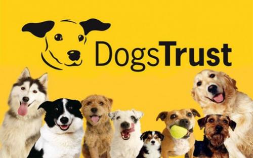 Understanding dogs, how to become more confident with dogs and dog behaviour.