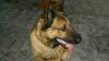 Toby German Shepard Ref 10