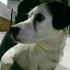 Barney Beagle Ref 11