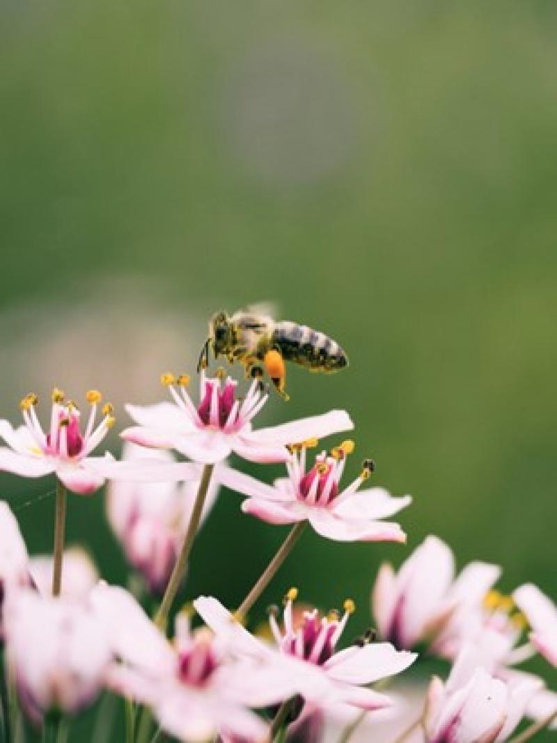 Photo of a bee and a pink flower