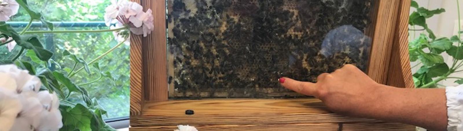 Busy as bees Dunboyne Library hive