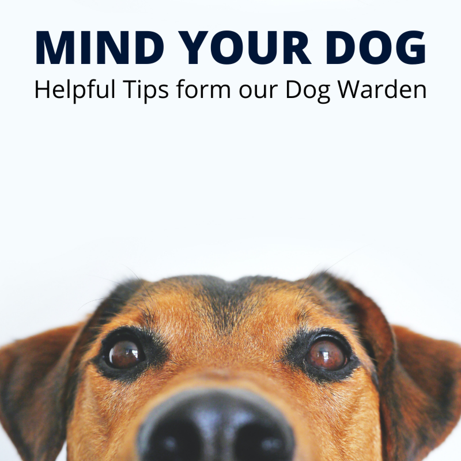Mind your Dog