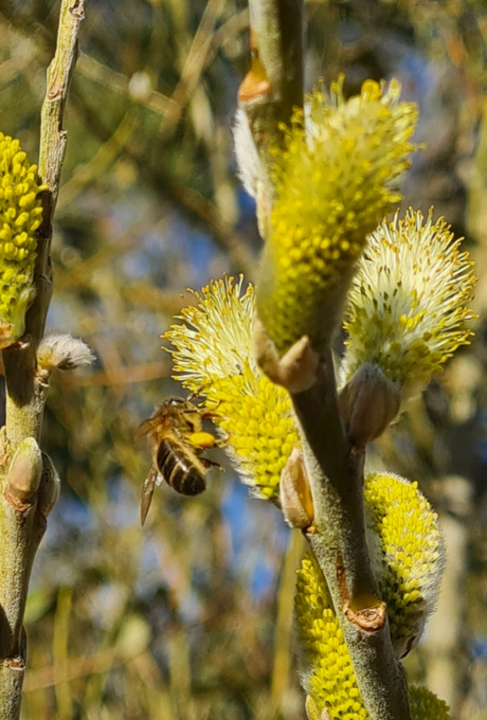 Bees
