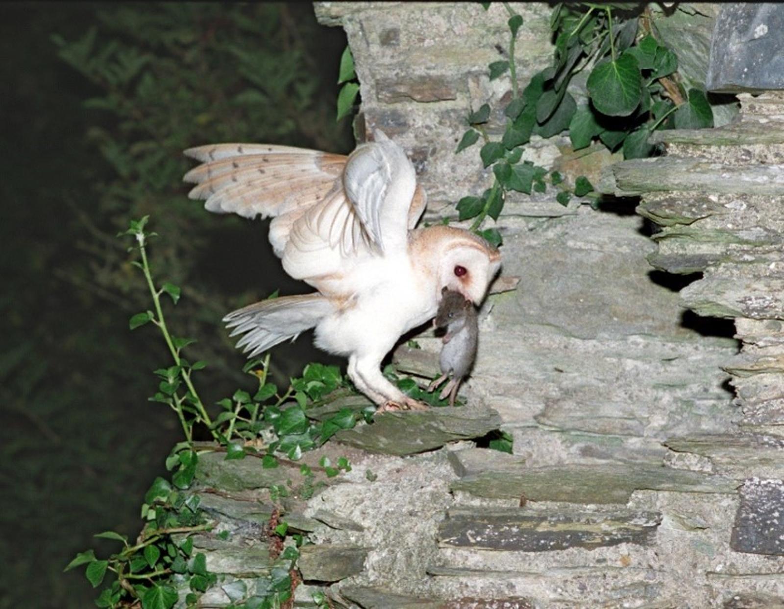 Barn Owl by Richard T Mills.jpg