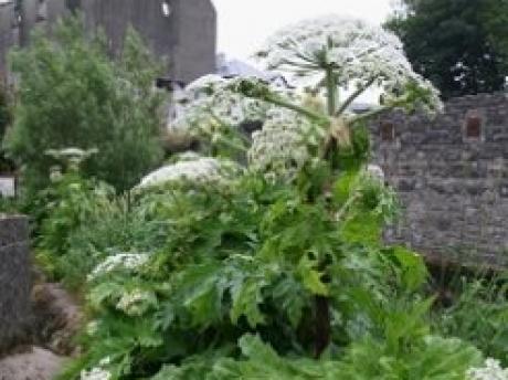 Giant Hogweed