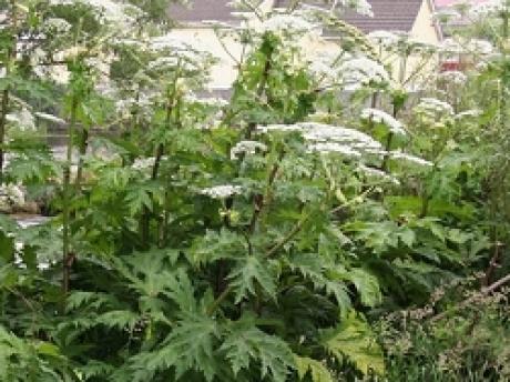 Giant Hogweed