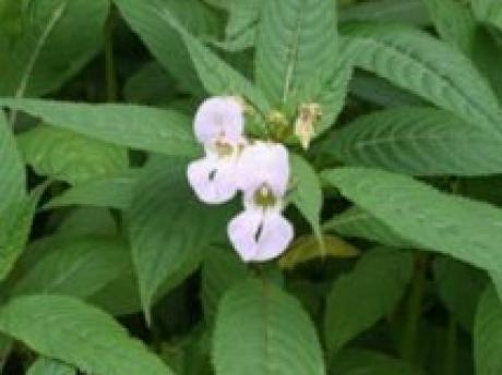 Himalayan balsam