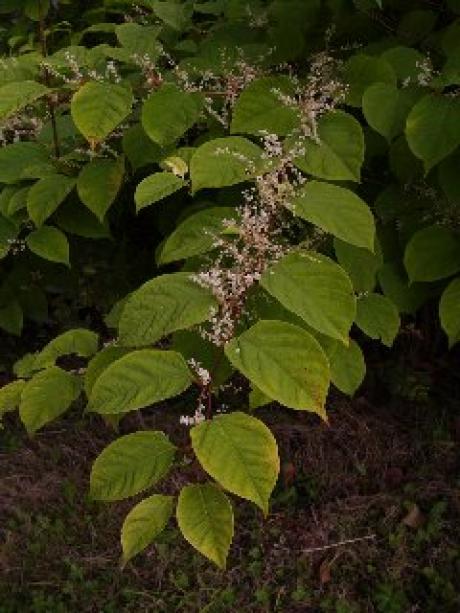 Japanese knotweed close-up