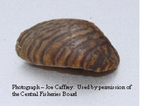 Zebra mussel