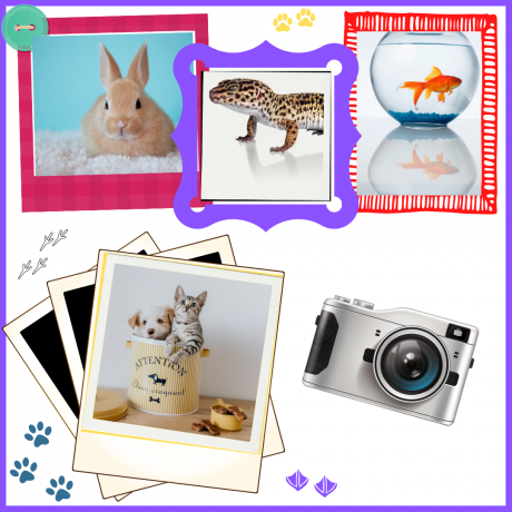 Photos of Pets showing a fluffy brown rabbit, a lizard, a goldfish in a bowl, a cat and a dog sitting on a jar with an image of a camera