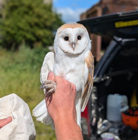 Barn Owl Reports 