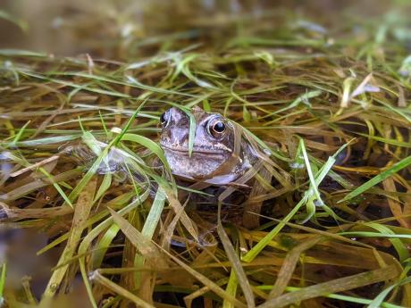 County Meath Biodiversity Audit